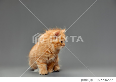 portrait of a red-haired little kitten on a gray background close-up 92548277