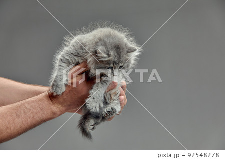 gray cute kitten on a gray background. Purebred cat of Scottish breed. The kitten lies in the hands of the owner. Cats have gray eyes. 92548278