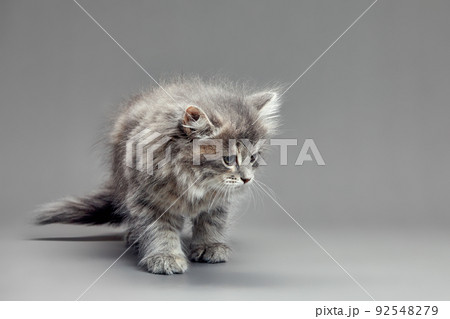 Cute fluffy kitten against gray background. Space for text 92548279