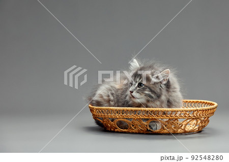 A fluffy gray kitten is sitting in a wicker basket. A small cat looks out of a basket on a gray background 92548280