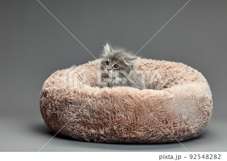 Happy kitten sit on gray fluffy pet bed. Cat comfortably nap relax at cozy home bed. Kitten pet animal with pink nose have Sweet dreams. High quality photo 92548282