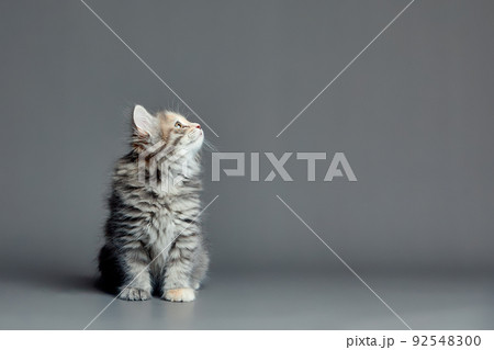Cute fluffy kitten against gray background. Space for text Cute fluffy kitten against gray background. Space for text 92548300