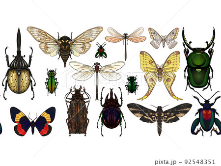 Set of insects: beetles, butterflies, moths, dragonflies. 92548351