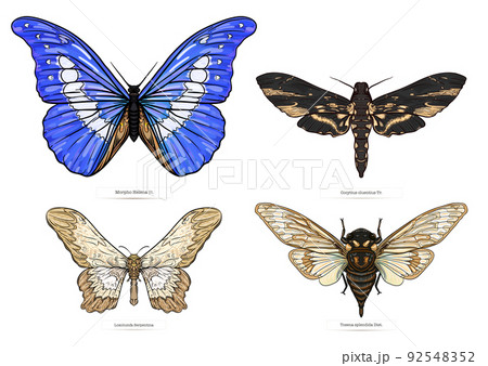 insects: beetles, butterflies, moths, dragonflies 92548352