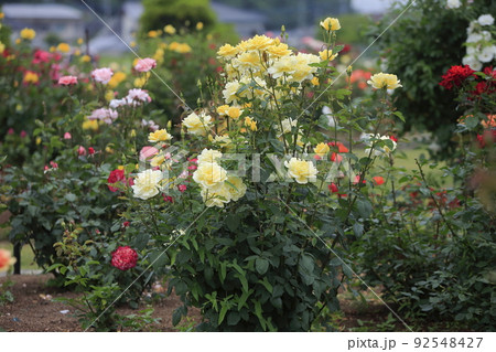 荒尾市 おもやい市民花壇 バラの花、 荒尾市 おもやい市民花壇 バラの花、 92548427