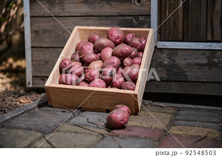 Eco wooden box with fresh harvested crop of red potatoes for sale at farmers market. Agribusiness. Organic vegetables. 92548503