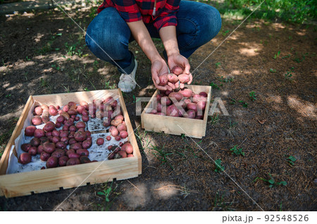 Cropped view. Hands of farmer, agriculturist sorting freshly dug potatoes in wooden crates. Harvesting. Agribusiness. 92548526