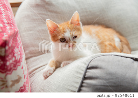 猫 猫 92548611
