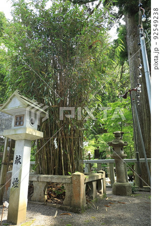 厄除け大神田村神社御神矢の竹が芽を出す 92549238