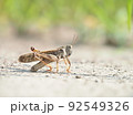 茶色のトノサマバッタを夏の屋外の自然環境でマクロ撮影 92549326