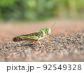 緑色のトノサマバッタを夏の屋外の自然環境でマクロ撮影 92549328