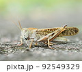 茶色のトノサマバッタを夏の屋外の自然環境でマクロ撮影 92549329