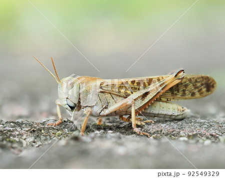 茶色のトノサマバッタを夏の屋外の自然環境でマクロ撮影 92549329