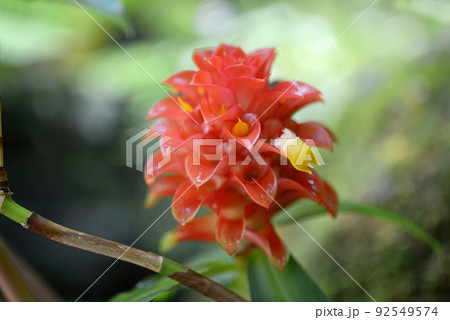 マツカサジンジャー 92549574