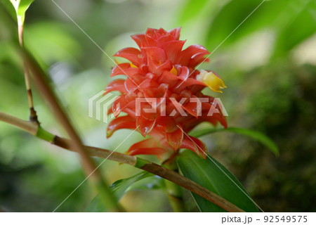 マツカサジンジャー 92549575