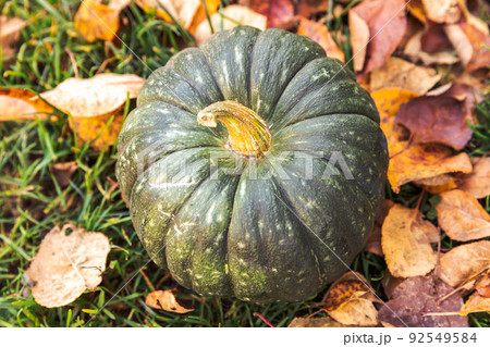 Autumnal Background. Autumn fall pumpkin on dried fall leaves garden background outdoor. October september wallpaper Change of seasons ripe organic food concept Halloween party Thanksgiving day Autumnal Background. Autumn fall pumpkin on dried fall leaves garden background outdoor. October september wallpaper Change of seasons ripe organic food concept Halloween party Thanksgiving day 92549584