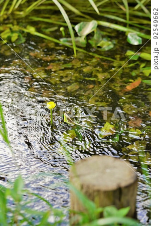 レア（希少種）東海型ヒメコウホネ縦構図 92549662