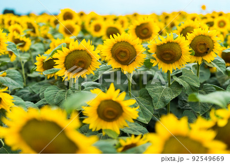Wonderful panoramic view of field of sunflowers by summertime 92549669