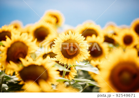Wonderful panoramic view of field of sunflowers by summertime 92549671