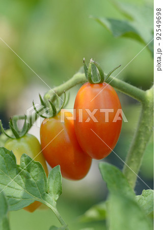 ミニトマト アイコ ミニトマト アイコ 92549698
