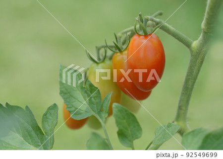 ミニトマト　アイコ 92549699