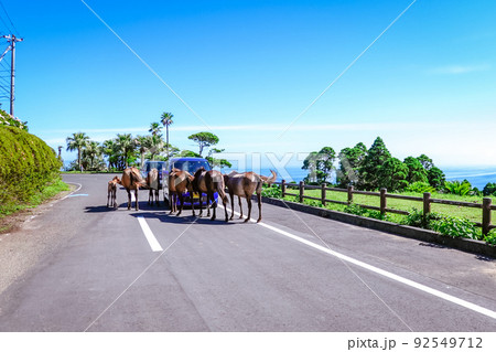 都井岬の野生馬に囲まれた自動車（宮崎県串間市） 92549712