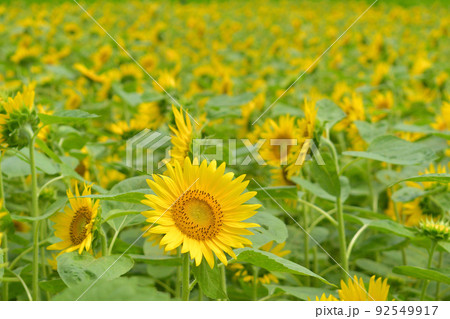 小さいヒマワリ畑のちいさい向日葵 小さいヒマワリ畑のちいさい向日葵 92549917