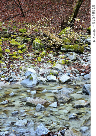 丹沢の畦ヶ丸 大滝沢に咲くミツマタ 丹沢の畦ヶ丸 大滝沢に咲くミツマタ 92549919