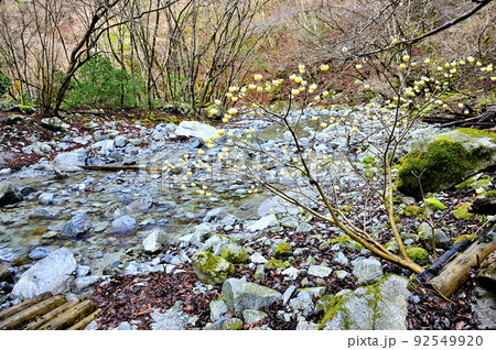 丹沢の畦ヶ丸　大滝沢に咲くミツマタ 92549920