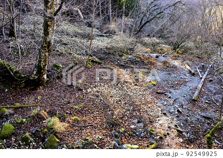 丹沢の畦ヶ丸 ミツマタ咲く大滝沢コースの登山道 丹沢の畦ヶ丸 ミツマタ咲く大滝沢コースの登山道 92549925