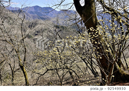 丹沢のミツバ岳 ミツマタの花咲く森より檜岳山稜を望む 丹沢のミツバ岳 ミツマタの花咲く森より檜岳山稜を望む 92549930