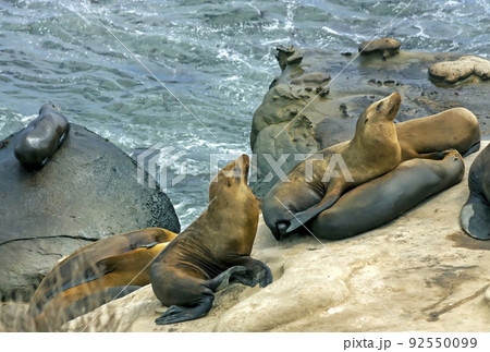 Sea Lions La Jolla 92550099