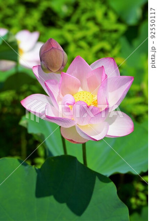 ハスの花・縦構図 ハスの花・縦構図 92550117
