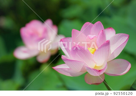 ハスの花・横構図 ハスの花・横構図 92550120