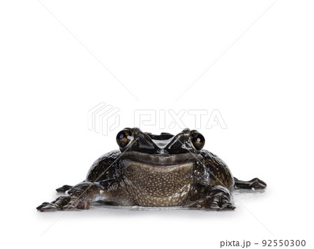 Triprion petasatus frog on white background 92550300