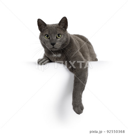Gray house cat on white background Gray house cat on white background 92550368
