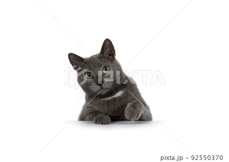 Gray house cat on white background 92550370