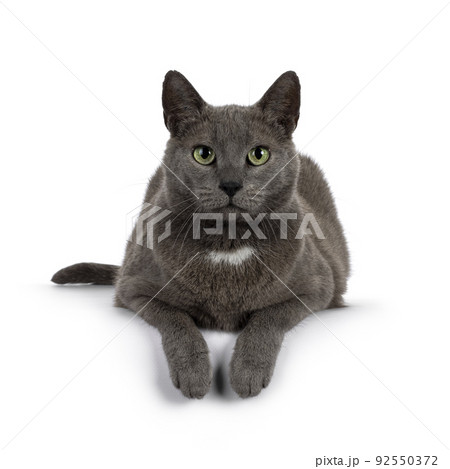 Gray house cat on white background Gray house cat on white background 92550372