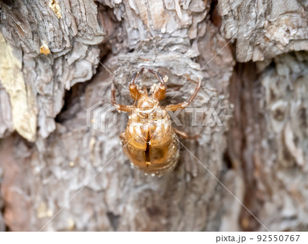 セミの抜け殻。 92550767