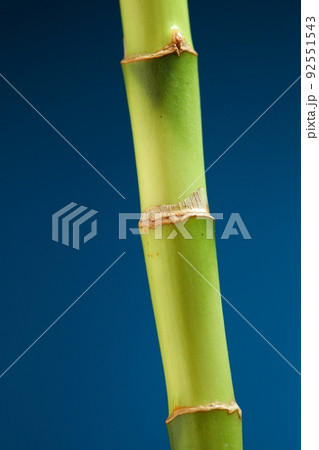 bamboo stem on blue background bamboo stem on blue background 92551543