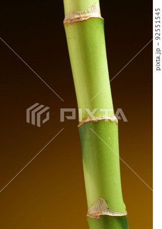 bamboo stem on brown background bamboo stem on brown background 92551545