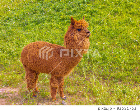 Brown Lama on a sunny day, portrait of Lama Brown Lama on a sunny day, portrait of Lama 92551753