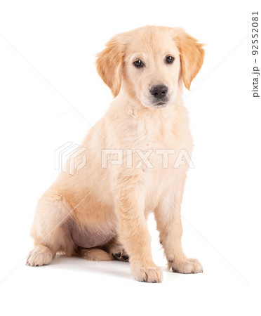 Golden Retriever puppy sitting Golden Retriever puppy sitting 92552081