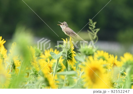 ヒバリのさえずり ヒバリのさえずり 92552247