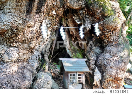 葛見神社の大楠　クス 92552842