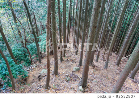森林の写真。大自然・山のイメージ。経ヶ峰の森。 森林の写真。大自然・山のイメージ。経ヶ峰の森。 92552907