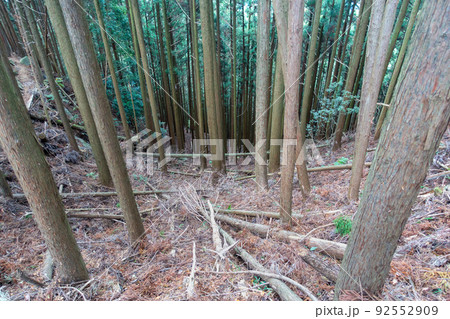 森林の写真。大自然・山のイメージ。経ヶ峰の森。 92552909