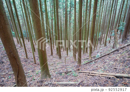 森林の写真。大自然・山のイメージ。経ヶ峰の森。 森林の写真。大自然・山のイメージ。経ヶ峰の森。 92552917