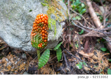 山に自生しているマムシグサの写真。 92553002