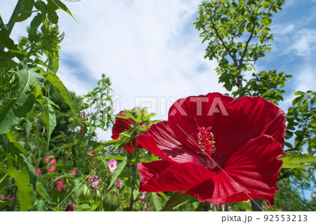 花菜ガーデンのタイタンビカスの赤花フレア【青空背景】 92553213